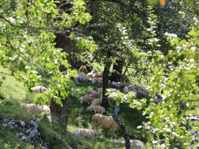 Schafzucht auf dem ko-Hof in Slowenien Natururlaub