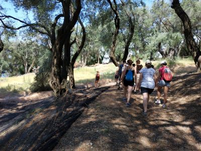 Schattiger Wanderweg durch den Olivenhain