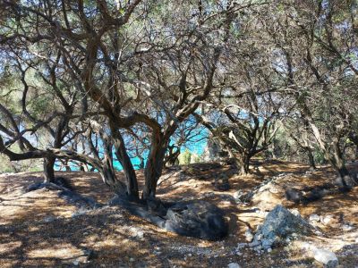 trkises Meer scheint durch Olivenbume  bei Wanderung