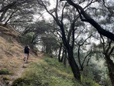 Wanderweg durch Olivenhain auf Korfu-Trail