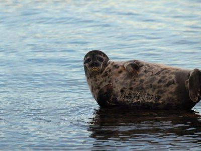 Robbenbnke Ostsee Urlaub mit Tieren Familienreisen 