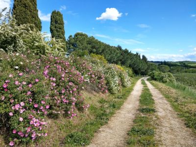 Etappenwandern leicht in der Toskana ohne Gepck