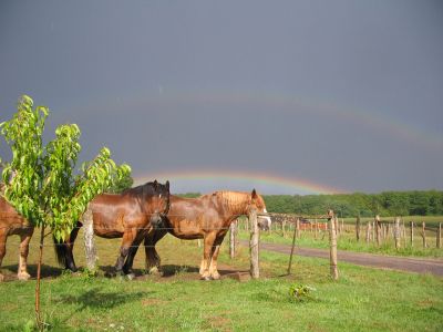 Uralub mit Pferden in Frankreich Vogesen