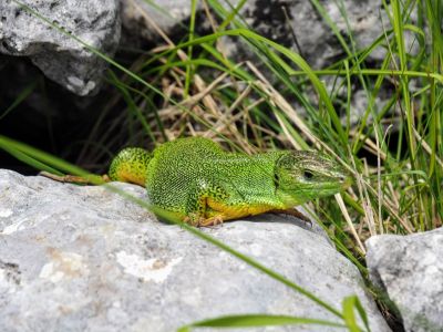 Fauna in Albanien Eideche Wanderreise Natur