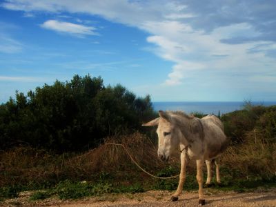 Esel in Griechenland Korfu