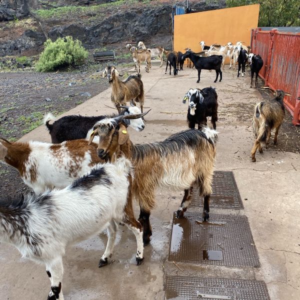 Finca El Cabrito - La Gomera (Kanaren)
