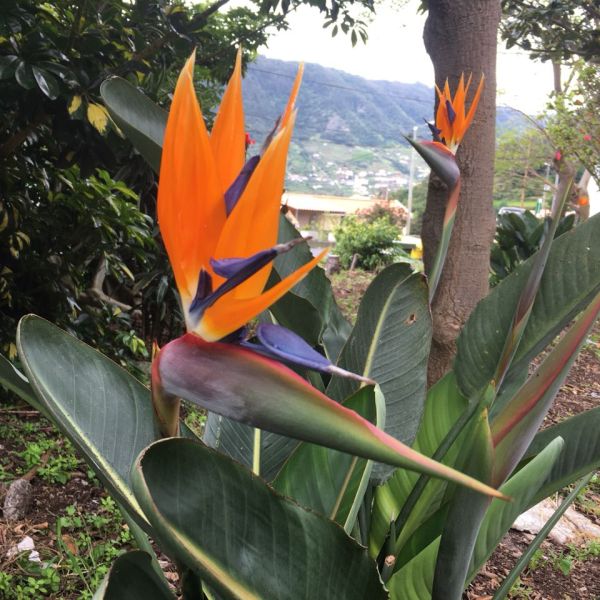 Rund um die Blumeninsel Madeira - Wanderwoche individuell