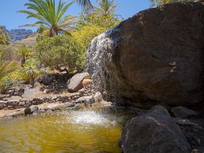 Bume-Schattiger Platz-Garten-Gran Canaria kohotel