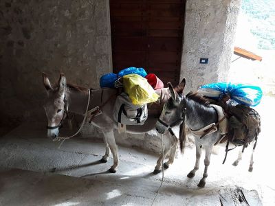 Eseltrekking zwei Esel in Fontecchio