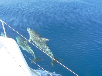 Segeln mit Kindern in Kroatien Dalmatien Delfine