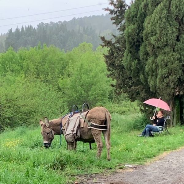 Eselwandern in der Toskana - Val di Cecina - Italien