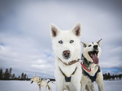 Schweden Winterurlaub Hundeschlitten Huskytouren
