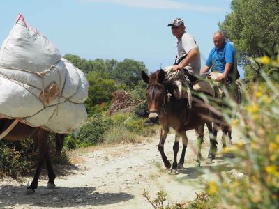albanien sden mnner auf pferden